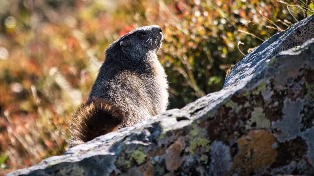 Marmotte dressée sur un rocher dans une lumière rasante